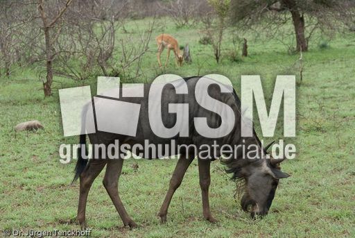 Gnus (19 von 22).jpg